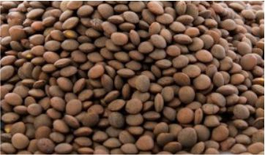 Brown Lentils